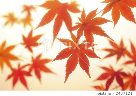 紅葉 2437121