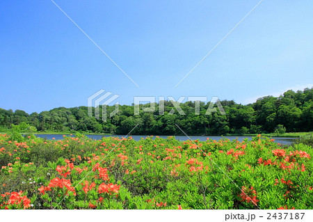 新緑の八幡平大沼とレンゲツツジ 新緑の八幡平大沼とレンゲツツジ 2437187