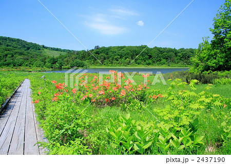 新緑の八幡平大沼とレンゲツツジ 新緑の八幡平大沼とレンゲツツジ 2437190