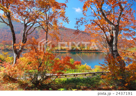 紅葉の須川湖 2437191