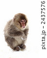 小猿 2437576