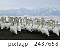 白鳥の行進 2437658