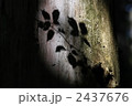 葉の影 2437676