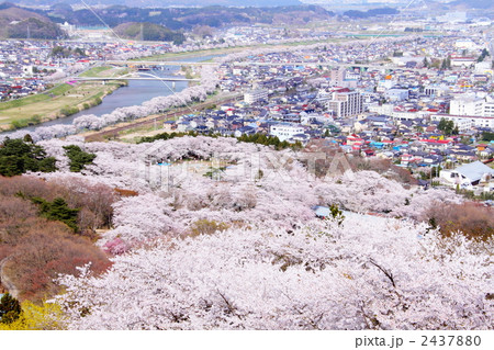 桜満開の船岡城址公園 2437880