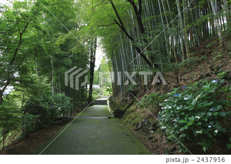 那智熊野大社裏参道 2437956