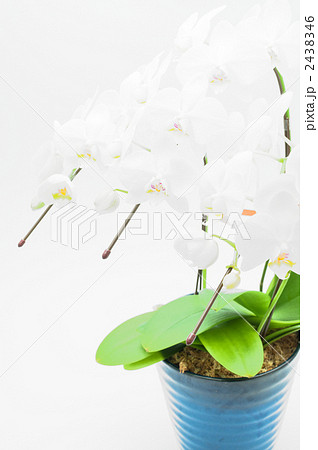 コチョウランの鉢植え 2438346