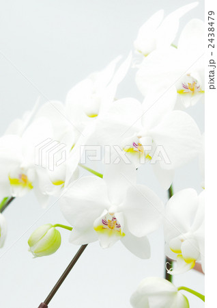 胡蝶蘭のアップ 2438479
