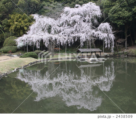 曹源寺の枝垂れ桜 2438509