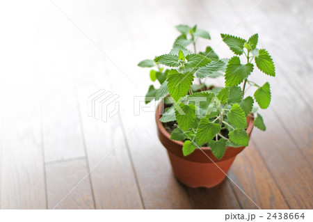 鉢植えのハーブ 2438664