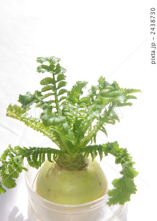 全体に陽射しを浴びる水栽培の大根 2438730