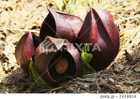 ザゼンソウ 2438814