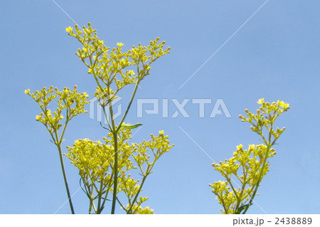 8月 オミナエシ・オミナエシ科25 8月 オミナエシ・オミナエシ科25 2438889