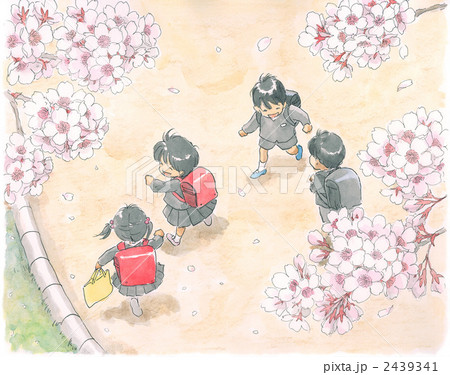 満開の桜と小学生 満開の桜と小学生 2439341