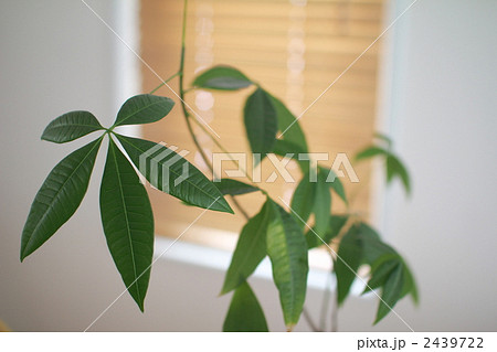 観葉植物のパキラと木製ブラインド 2439722