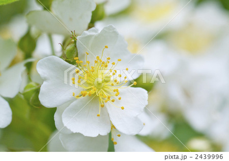 ノイバラの花のアップ 2439996