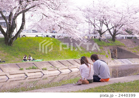 美しい桜とカップル 美しい桜とカップル 2440399