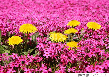 芝桜とたんぽぽ 芝桜とたんぽぽ 2440693