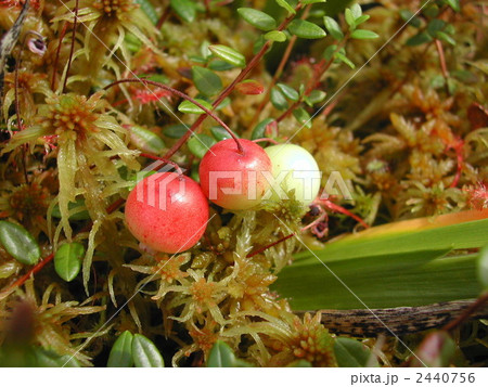 ツルコケモモ 2440756