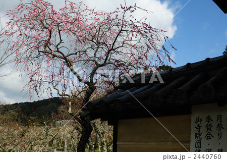 勧心寺の梅園2 勧心寺の梅園2 2440760