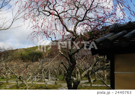 勧心寺の梅園3 勧心寺の梅園3 2440763