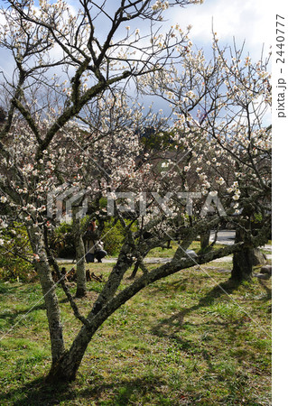 勧心寺の梅園１２ 2440777