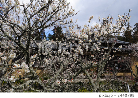 勧心寺の梅園22 勧心寺の梅園22 2440799