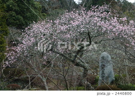 勧心寺の梅園２３ 2440800