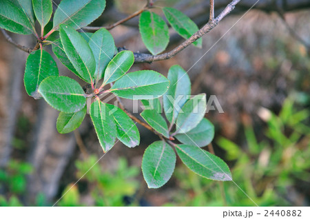 樹木・シャリンバイ(バラ科) 樹木・シャリンバイ(バラ科) 2440882