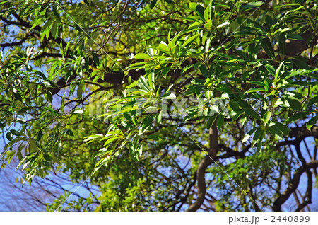 樹木・タブノキ（クスノキ科） 2440899