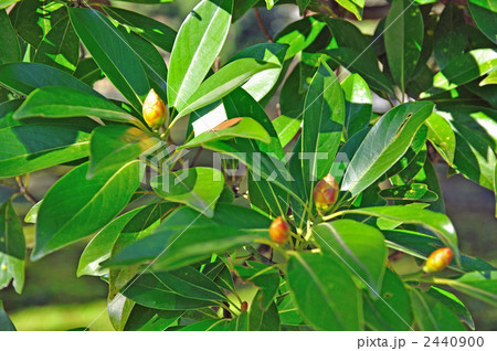 樹木・タブノキ（クスノキ科） 2440900