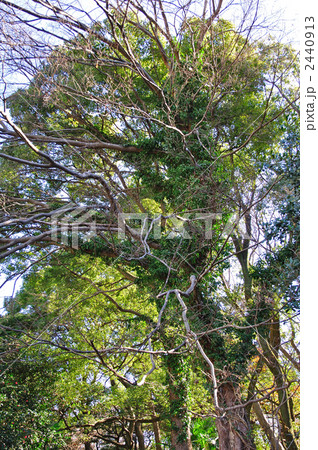 樹木・ムクノキ（ニレ科） 2440913