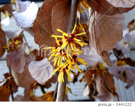 シナマンサク 2441222