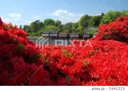 京都　長岡天満宮の霧島躑躅 2441223