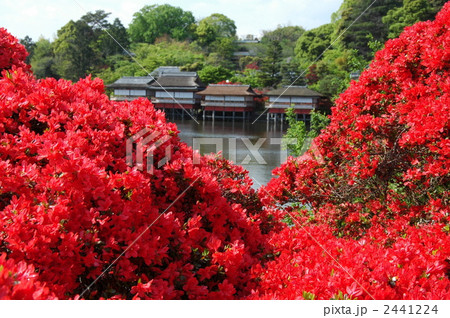 京都　長岡天満宮の霧島躑躅 2441224