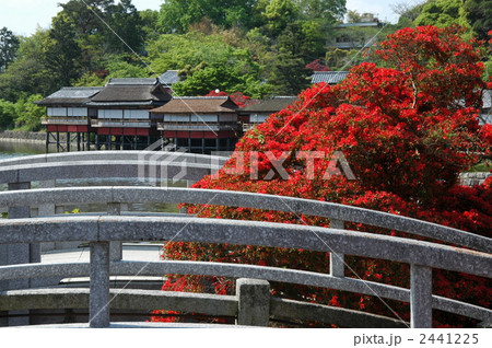 京都　長岡天満宮の霧島躑躅 2441225