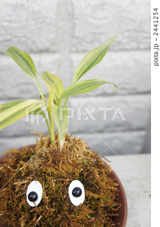 コケダマくん コケダマくん 2441254