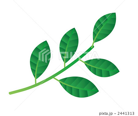 葉 植物 緑の葉のイラスト素材