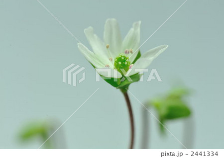 雪割り草 2441334