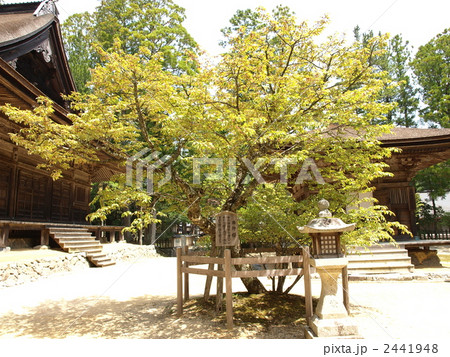 世界遺産「高野山金剛峯寺・壇場伽藍の西行櫻」 世界遺産「高野山金剛峯寺・壇場伽藍の西行櫻」 2441948