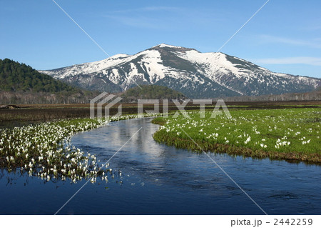 水芭蕉咲く尾瀬ヶ原 2442259