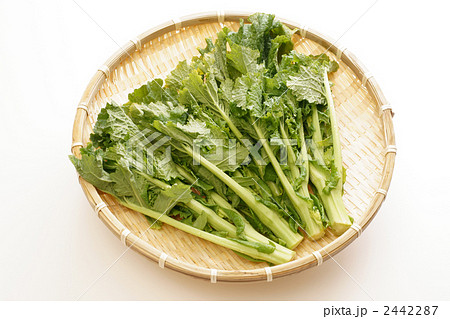 菜の花（脇芽収穫タイプ） 2442287