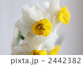 水仙の花 2442382