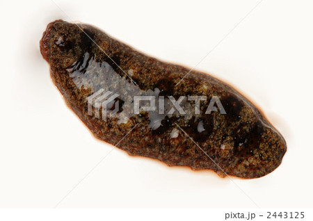 生なまこの写真素材