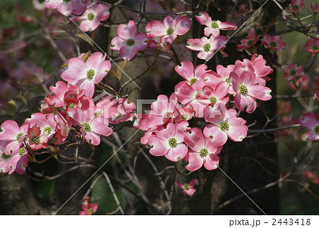 赤ハナミズキ 2443418