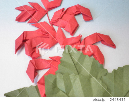 サルビア 2443455