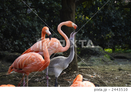 ベニイロフラミンゴ 2443510