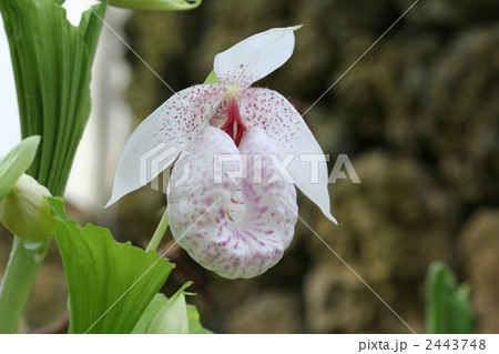 クマガイソウ 2443748