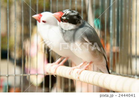 空の飛行機を眺める文鳥の兄弟 空の飛行機を眺める文鳥の兄弟 2444041