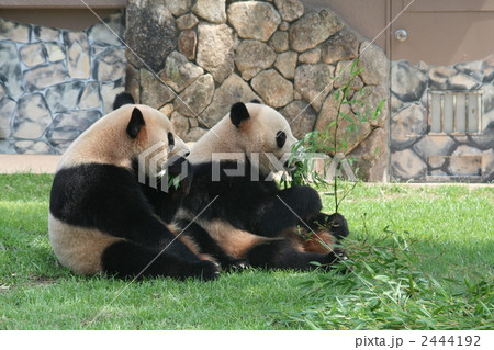 双子のパンダ 2444192