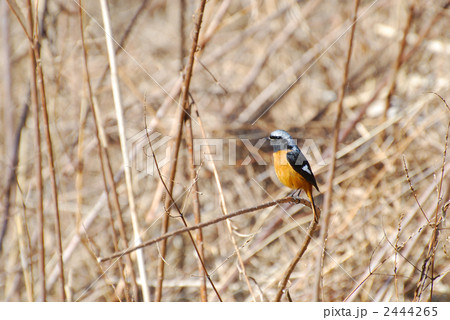 ジョウビタキ 2444265